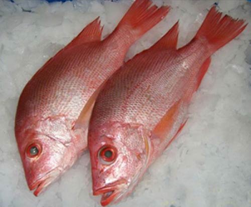 Red Fish